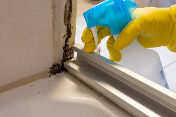 Best Kitchen Mold Remediation in Bloomingdale, TN