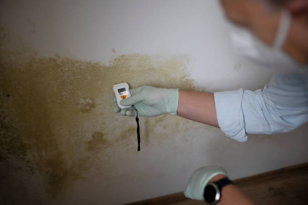 Best Emergency Mold Remediation in Bloomingdale, TN